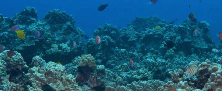 The many benefits of healthy coral reefs
