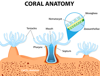 coral-anatomy