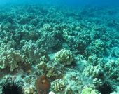 Hawaii Bills Relating To Preserving Coral Reefs - SB1150 & HB450