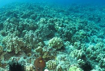 Hawaii Bills Relating To Preserving Coral Reefs – SB1150 & HB450